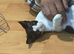 kitten