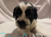 Shihpoo puppies