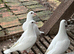 White young racing pigeons