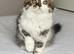 Scottish Fold TICA registered