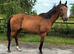 Smart 15.3h 8yo Irish TB gelding ROR