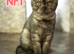 3 Full Pedigree Scottish Fold Girls
