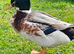 Beautiful Appleyard drake