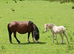 Dark bay mare with filly foal