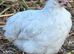 Pekin bantam girls for sale