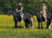 For sale two black mares with their foals both ride and drive