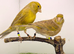 2025 canary pair