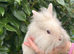 Last Lionhead Baby