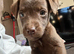 Patterdale Terriers x Lakeland patterdale x