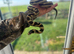 Pair of king snakes and a male Retic