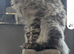 Beautiful male maine coon for sale
