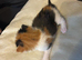 Beautiful kittens for sale