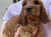 READY TO LEAVE Irish Doodle Puppies