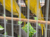 Bonded pair of yellow Ring Neck