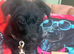 Cockapoo schnauzer mix puppy
