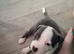 Staffordshire bull terrier puppies for sale