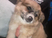 2 Merle  pomchi puppies for sale