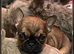 Female French bulldog