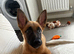 Belgian malinois