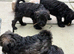 Beautiful Schoodles Pups Fully vaccinated