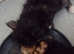 5 kittens available