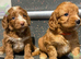 F1 apricot and fox red mini cockapoos 30 dna health tested clear