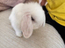 White blue eyes mini lop rabbit