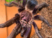 Many female tarantulas. Goliath, pinktoe and many more
