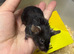 Baby male fancy mice for sale