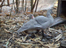 Two pairs of Muscovy ducks