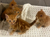 Part maincoon ginger Kittens