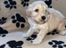 BEAUTIFUL F1 CAVAPOO PUPPIES EXTENSIVELY HEALTH TESTED PARENTS