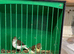 5 Young Fife Canaries