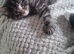 beautiful tabby kitten