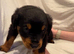 Ready to Go - Fluffy Rottweiler Puppies