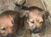 Jack Russell x Border Lakeland puppies