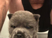 Chow chow puppies for sale
