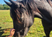Amateur's Dressage Prospect