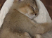 Scottish fold, golden shaded (ny11)