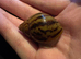 Achatina Achatina tiger snail giant African snail