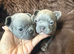 4 frenchie pups for sale