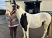 Cob gelding