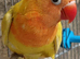 YELLOW FISHER DECINO/ LUTINO BLACK EYE