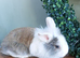 Baby bunnys