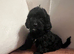 F1 cavapoo puppies