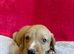 loving puppies for sale