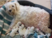 6 Miniature Schnauzers