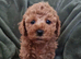 Ready to leave, Hypoallergenic Maltipoo girls