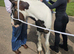 3yr old cob mare