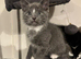 Russian blue READY FOR SALE